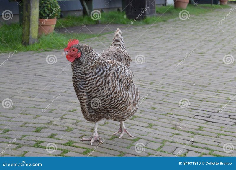 Winnen op de Populaire Chicken Road Gokkast in Nederland, chicken road online